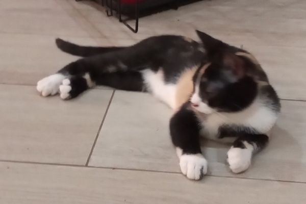 Dolcissime gattine cercano casa dolcissimegattinecercanocasa1234567.jpg