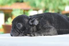 Cucciola Bulldog Francese tigrata CucciolaBulldogFrancesetigrata1.jpg