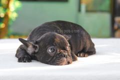 Cucciola Bulldog Francese tigrata CucciolaBulldogFrancesetigrata123.jpg