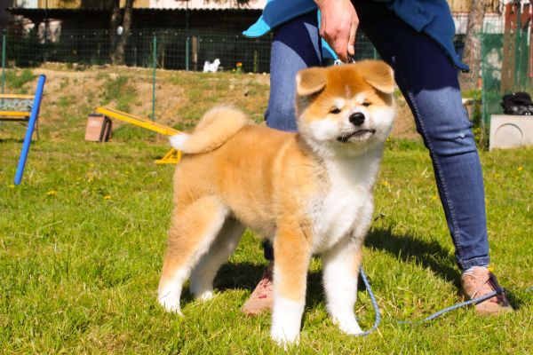 Splendidi cuccioli akita fulvi splendidicuccioliakitafulvi1.jpg