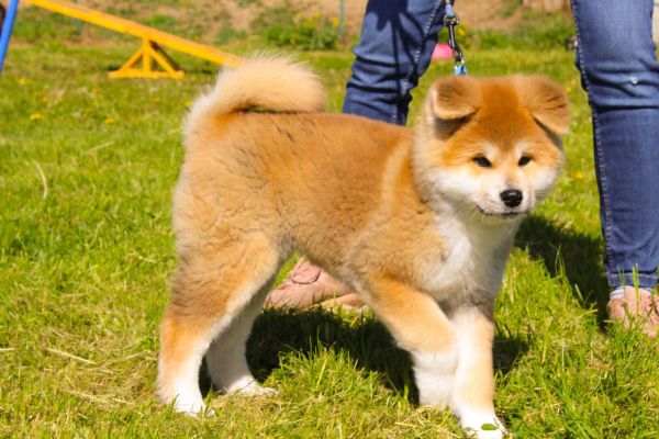 Splendidi cuccioli akita fulvi splendidicuccioliakitafulvi123.jpg