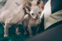 Canadian Blue Sphynx CanadianBlueSphynx12.jpg