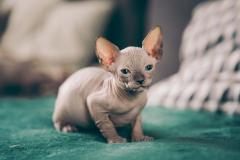 Canadian Blue Sphynx CanadianBlueSphynx123.jpg