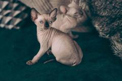 Canadian Blue Sphynx CanadianBlueSphynx1234.jpg