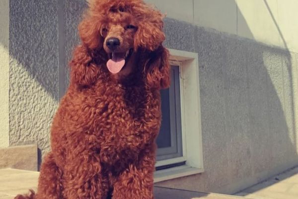 Barboncino nano rosso cuccioli barboncinonanorossocuccioli12.jpg