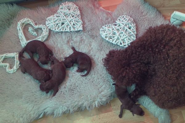 Barboncino nano rosso cuccioli barboncinonanorossocuccioli1234567.jpg