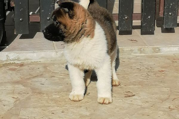 Akita americano cuccioli akitaamericanocuccioli12.jpg