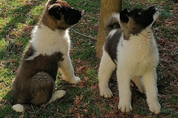 Akita americano cuccioli akitaamericanocuccioli123456.jpg