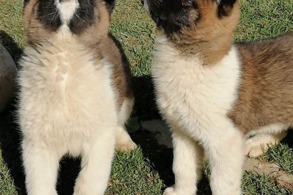 Akita americano cuccioli akitaamericanocuccioli1234567.jpg