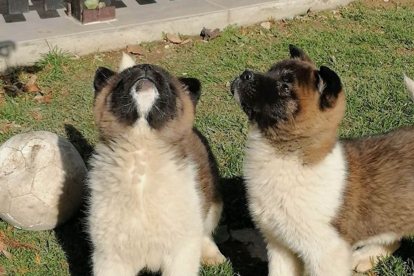 Akita americano cuccioli akitaamericanocuccioli12345678.jpg