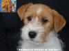 Jack Russell Terrier - Cuccioli Altamente Selezionati 447382a.jpg