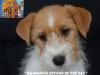 Jack Russell Terrier - Cuccioli Altamente Selezionati 447382b.jpg