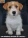 Jack Russell Terrier - Cuccioli Altamente Selezionati 447382c.jpg