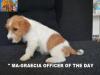 Jack Russell Terrier - Cuccioli Altamente Selezionati 447382d.jpg