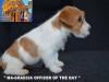 Jack Russell Terrier - Cuccioli Altamente Selezionati 447382e.jpg