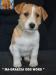 Jack Russell Terrier - Cuccioli Altamente Selezionati 447382f.jpg