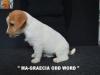 Jack Russell Terrier - Cuccioli Altamente Selezionati 447382h.jpg