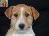 Jack Russell Terrier - Cuccioli Altamente Selezionati 447382i.jpg