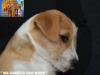 Jack Russell Terrier - Cuccioli Altamente Selezionati 447382j.jpg