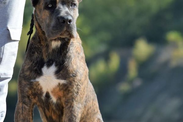 Cane Corso maschio in vendita canecorsomaschioinvendita.jpg