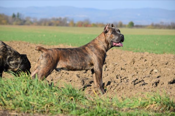 Cane Corso maschio in vendita canecorsomaschioinvendita1.jpg