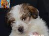 Jack Russell Terrier - Cuccioli Altamente Selezionati 446083b.jpg