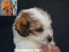 Jack Russell Terrier - Cuccioli Altamente Selezionati 446083d.jpg