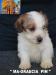 Jack Russell Terrier - Cuccioli Altamente Selezionati 446083f.jpg