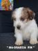 Jack Russell Terrier - Cuccioli Altamente Selezionati 446083g.jpg