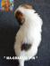 Jack Russell Terrier - Cuccioli Altamente Selezionati 446083j.jpg