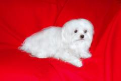 Maltese maschio per accoppiamento, con pedigree ROI MaltesemaschioperaccoppiamentoconpedigreeROI1.jpg