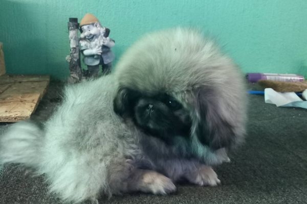Pechinese cuccioli in vendita pechinesecuccioliinvendita1.jpg