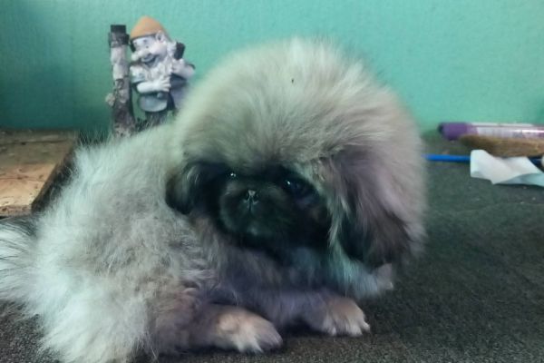 Pechinese cuccioli in vendita pechinesecuccioliinvendita12.jpg