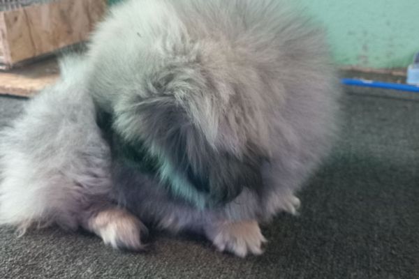 Pechinese cuccioli in vendita pechinesecuccioliinvendita1234.jpg