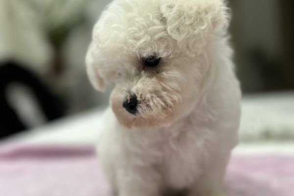 Bichon Frise cuccioli in vendita bichonfrisecuccioliinvendita1234.jpg