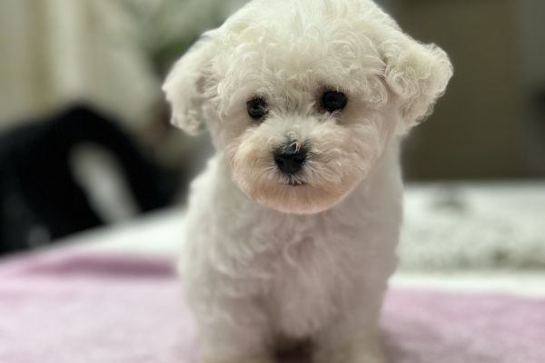 Bichon Frise cuccioli in vendita bichonfrisecuccioliinvendita12345.jpg