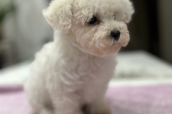 Bichon Frise cuccioli in vendita bichonfrisecuccioliinvendita123456.jpg