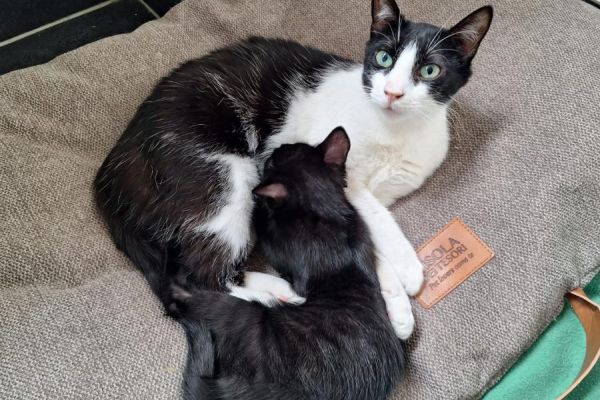 MAMMA E CUCCIOLA mammaecucciola1.jpg