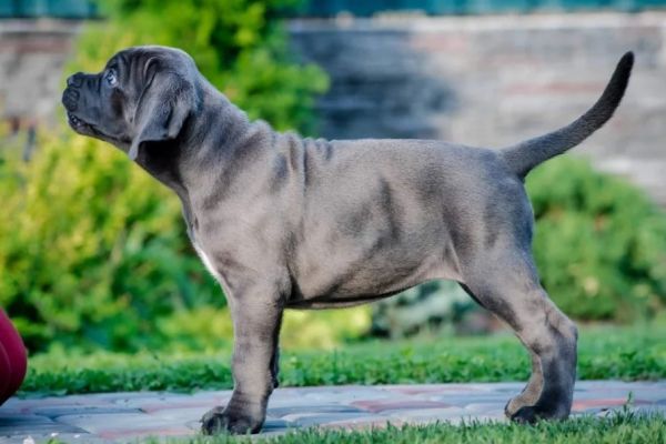 Cane Corso cuccioli RACCOMANDAZIONE canecorsocuccioliraccomandazio.jpg