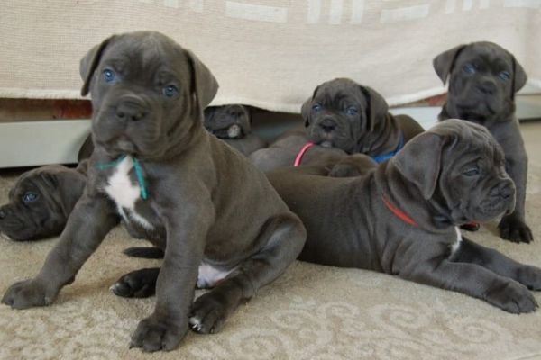 Cane Corso cuccioli RACCOMANDAZIONE canecorsocuccioliraccomandazio1.jpg