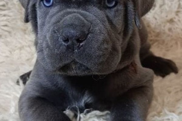 Cane Corso cuccioli RACCOMANDAZIONE canecorsocuccioliraccomandazio12.jpg