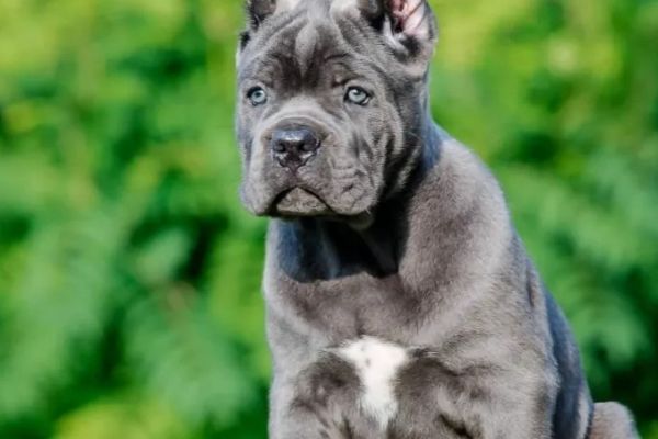 Cane Corso cuccioli RACCOMANDAZIONE canecorsocuccioliraccomandazio123.jpg