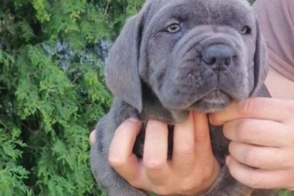 Cane Corso cuccioli RACCOMANDAZIONE canecorsocuccioliraccomandazio1234.jpg