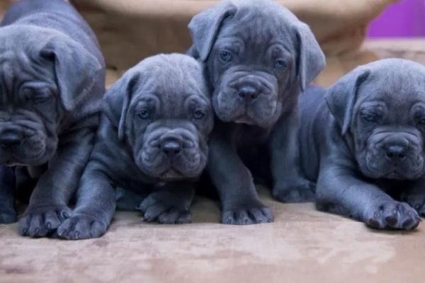 Cane Corso cuccioli RACCOMANDAZIONE canecorsocuccioliraccomandazio12345.jpg