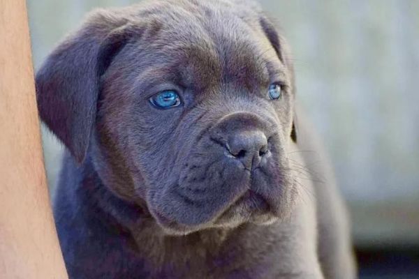 Cane Corso cuccioli RACCOMANDAZIONE canecorsocuccioliraccomandazio123456.jpg