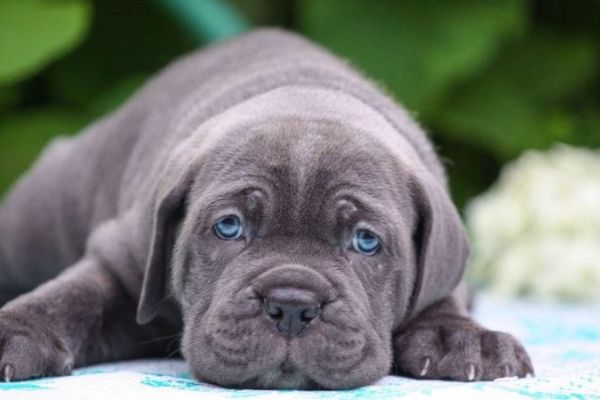 Cane Corso cuccioli RACCOMANDAZIONE canecorsocuccioliraccomandazio1234567.jpg