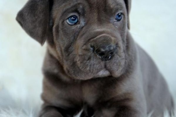 Cane Corso cuccioli RACCOMANDAZIONE canecorsocuccioliraccomandazio12345678.jpg