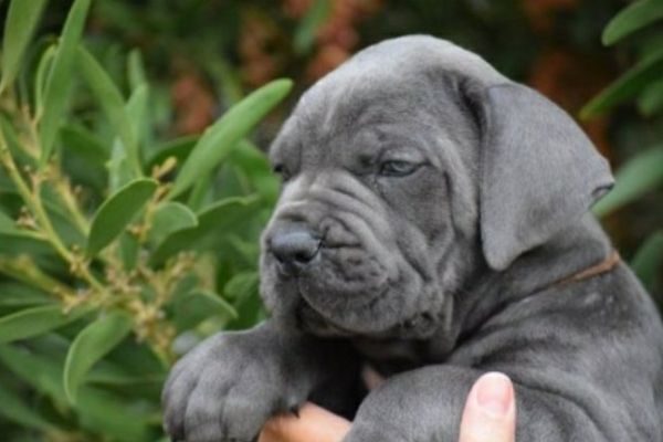 Cane Corso cuccioli RACCOMANDAZIONE canecorsocuccioliraccomandazio123456789.jpg