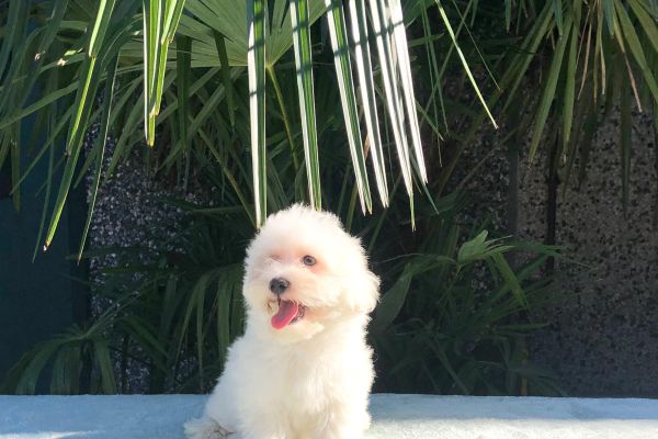 maltese maltese.jpg