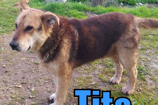 Tito: lupetto di 4 anni titolupettodi4anni123.jpg